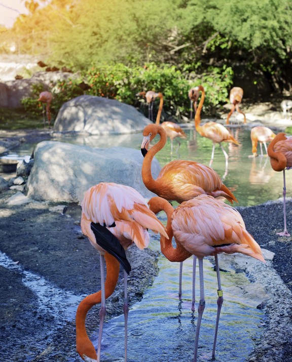 https://brownsville.madevsite.com/images/uploads/flamingos-zoo.jpg